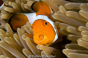 nikon d2x 60 mm macro,clownfish with parasite by Puddu Massimo 
